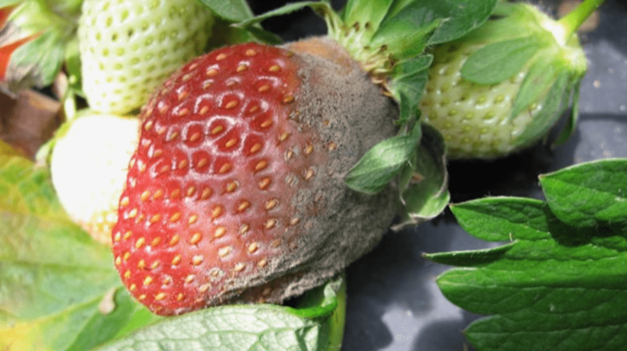 botrytis cinerea hongo